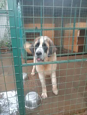 6-12 Months Male Purebred Saint Bernard