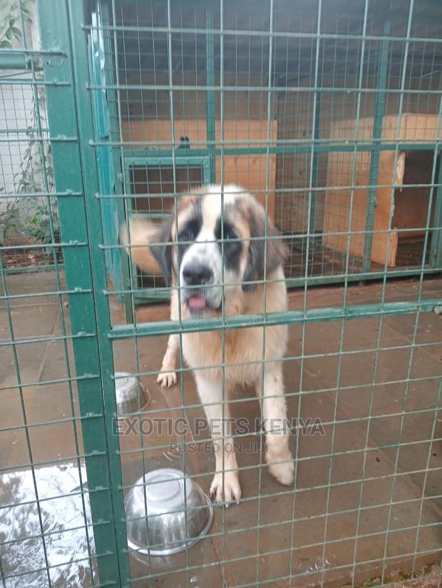 6-12 Months Male Purebred Saint Bernard - thumbnail 5