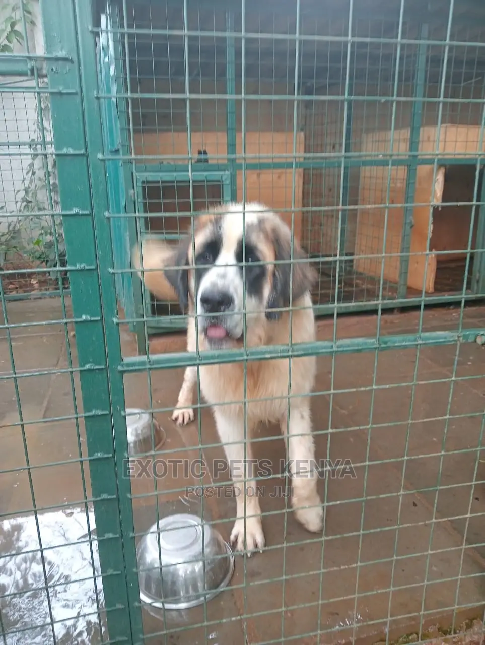 6-12 Months Male Purebred Saint Bernard