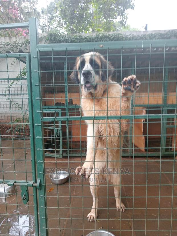 6-12 Months Male Purebred Saint Bernard - main view