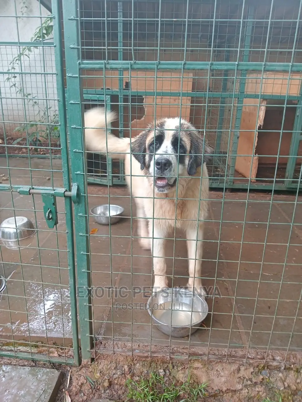 6-12 Months Male Purebred Saint Bernard