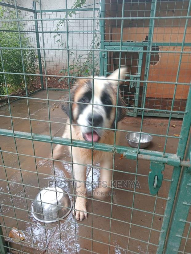 6-12 Months Male Purebred Saint Bernard - thumbnail 3