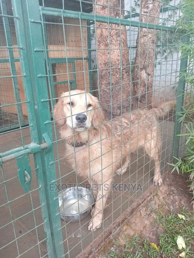 6-12 Months Male Purebred Golden Retriever