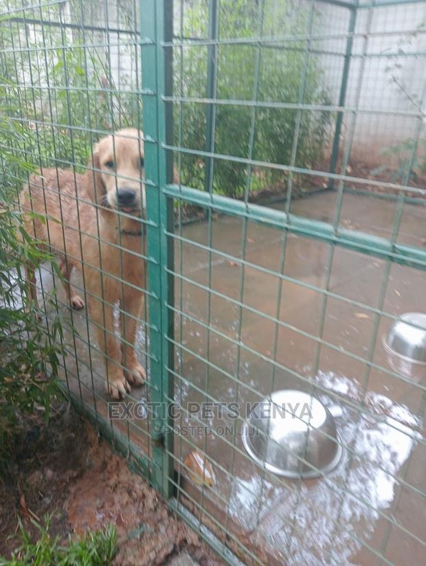6-12 Months Male Purebred Golden Retriever - thumbnail 2