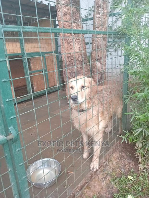 6-12 Months Male Purebred Golden Retriever - thumbnail 3