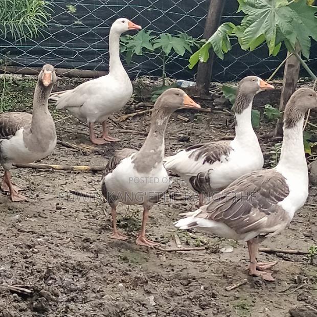 Giant Goose Mature Males and Females