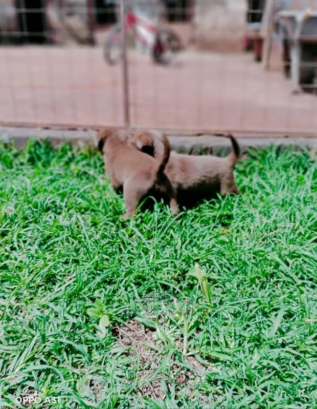 1-3 Months Male Purebred Labrador Retriever