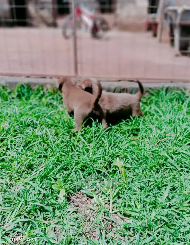 1-3 Months Male Purebred Labrador Retriever