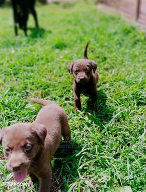 1-3 Months Female Purebred Labrador Retriever - thumbnail 2