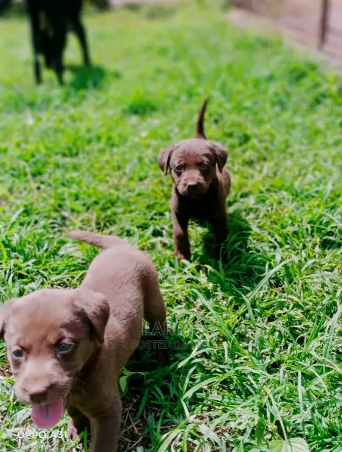 1-3 Months Female Purebred Labrador Retriever