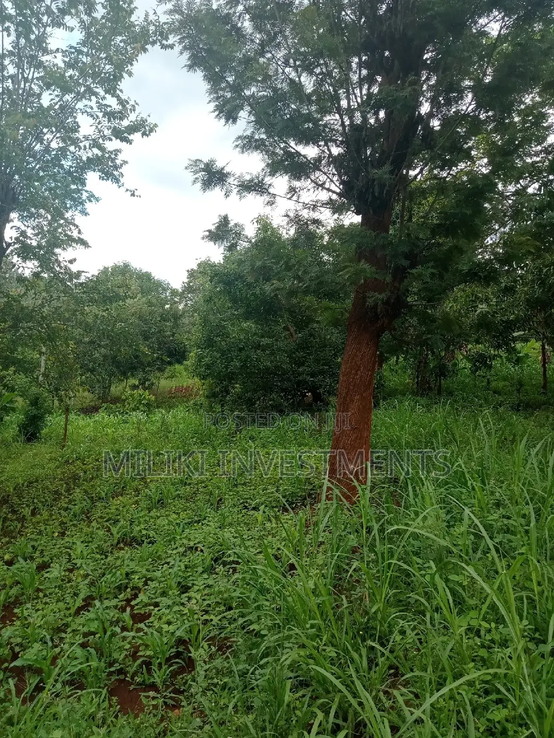An Acre of Land on Sale at Irigiro-Sabasaba.