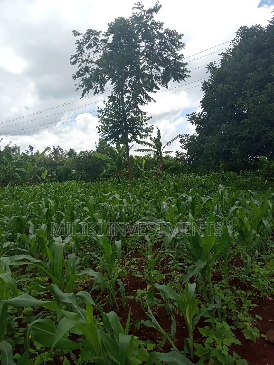 An Acre of Land on Sale at Irigiro-Sabasaba.