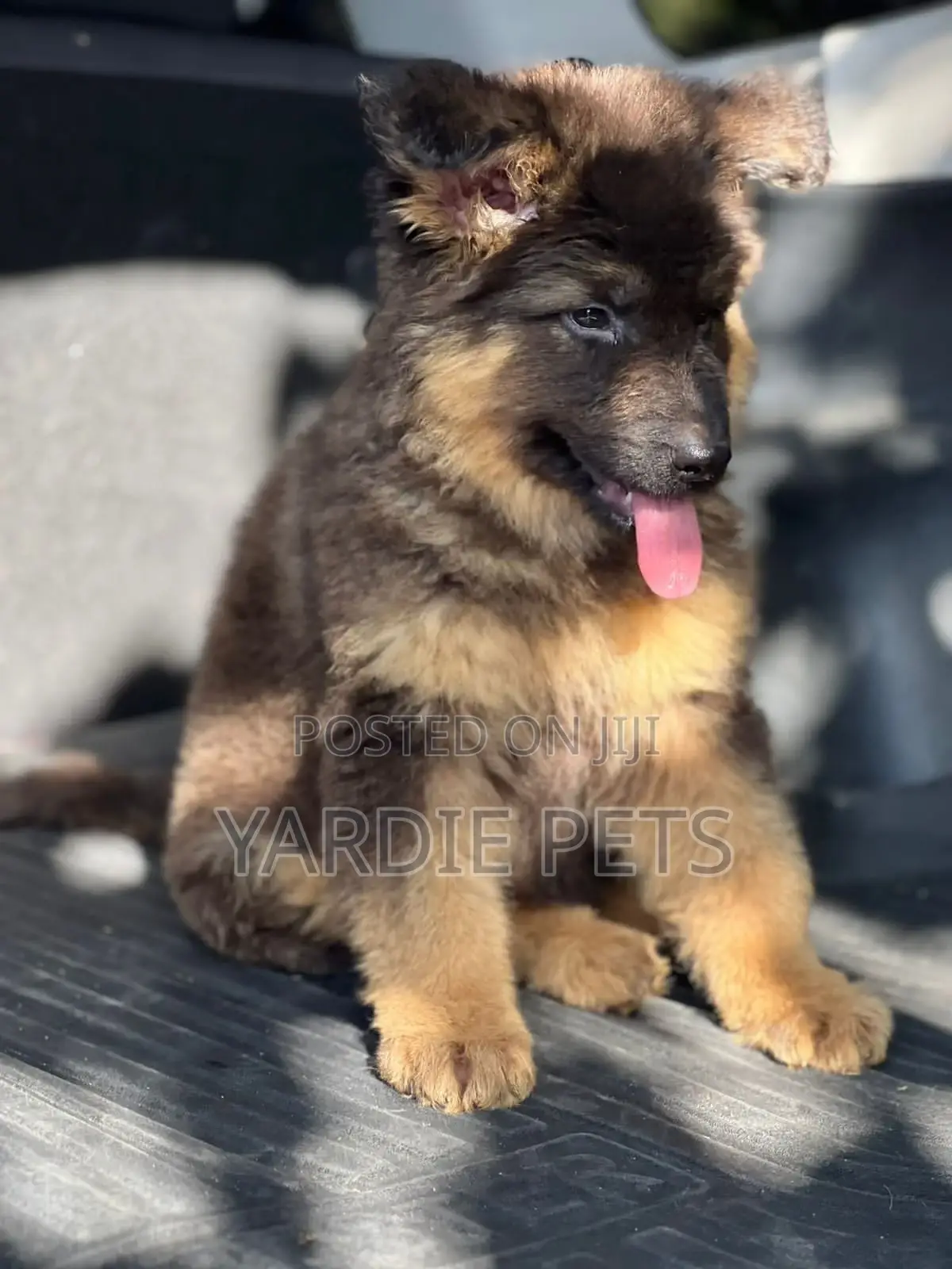 1-3 months Female Purebred German Shepherd
