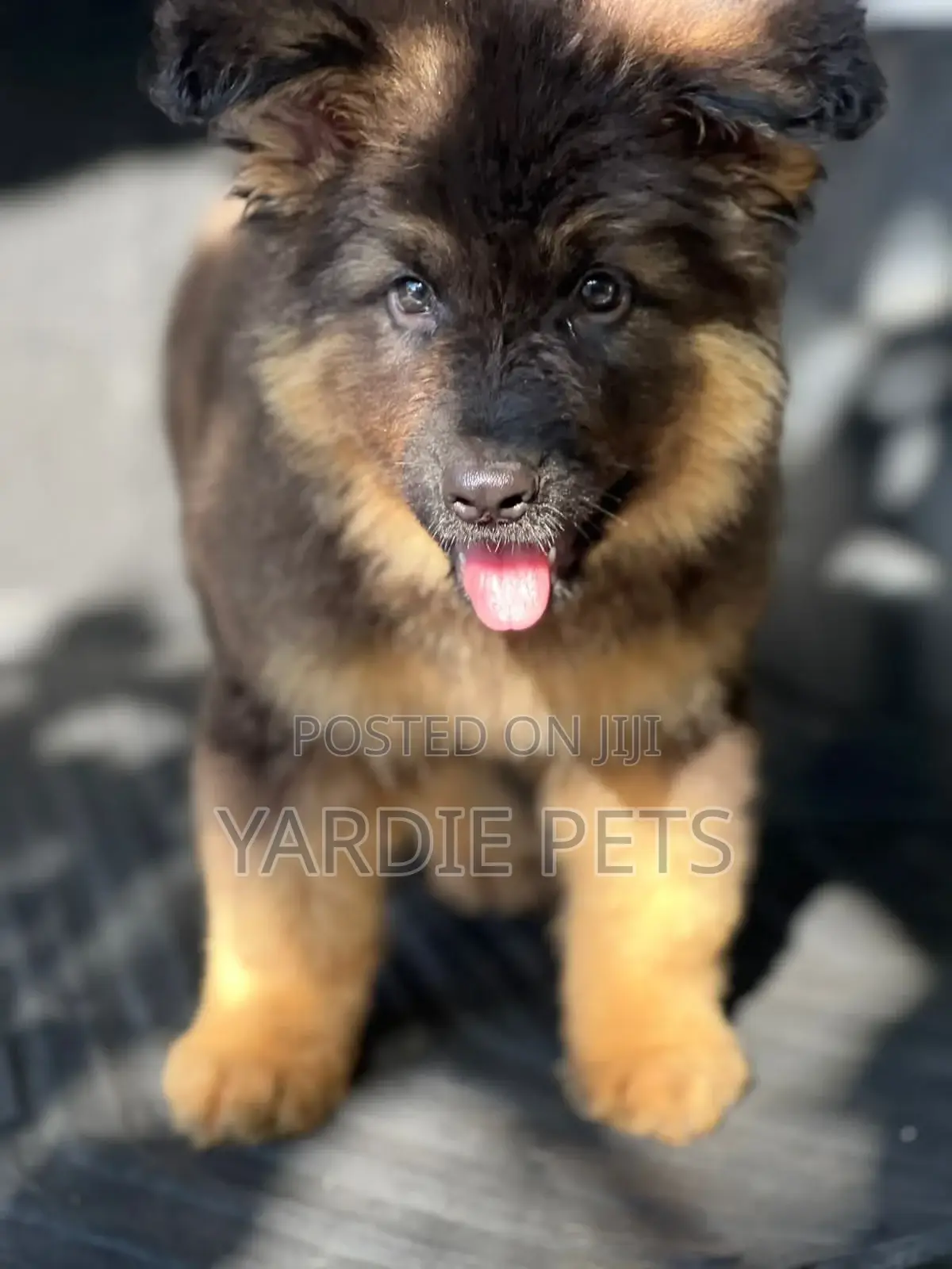 1-3 months Female Purebred German Shepherd
