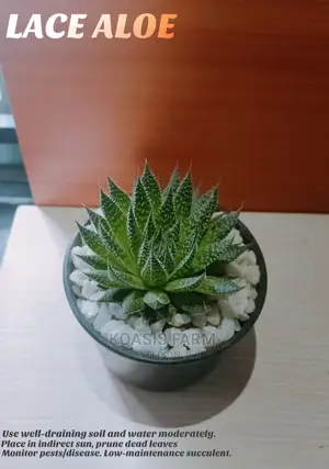 Lace Aloe Succulent