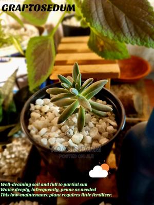 Graptosedum Baldi Succulent - main view