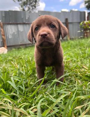 1-3 Months Female Purebred Labrador Retriever - thumbnail 2