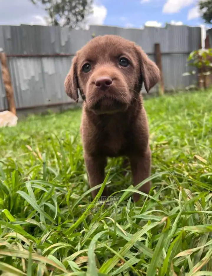 1-3 Months Female Purebred Labrador Retriever
