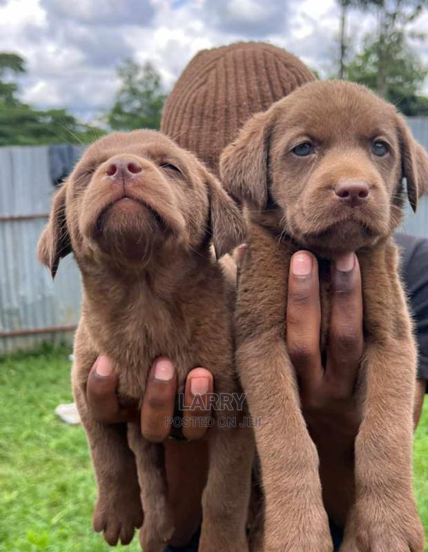 1-3 Months Male Purebred Labrador Retriever
