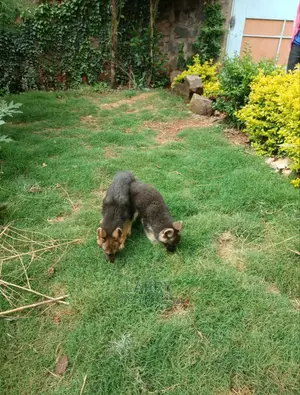 1-3 Months Male Purebred German Shepherd