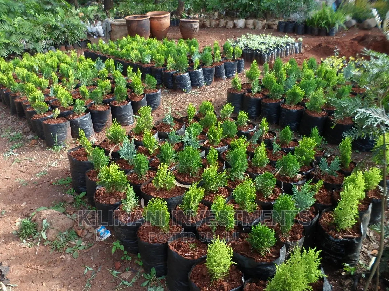 Seeds Grafted Fruit Seedlings All Varieties Along Ngong Road