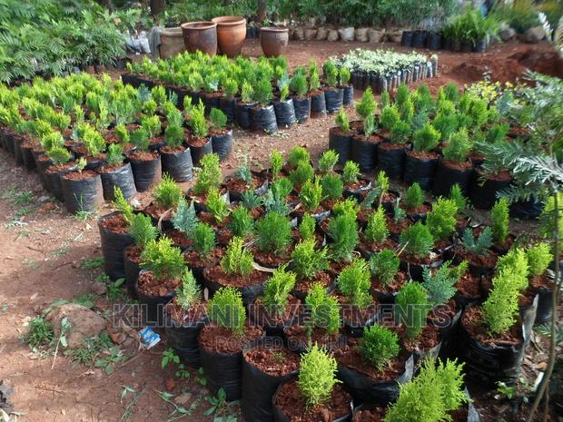 Seeds Grafted Fruit Seedlings All Varieties Along Ngong Road - thumbnail 9