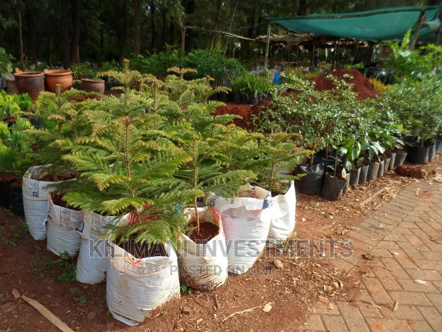 Seeds Grafted Fruit Seedlings All Varieties Along Ngong Road