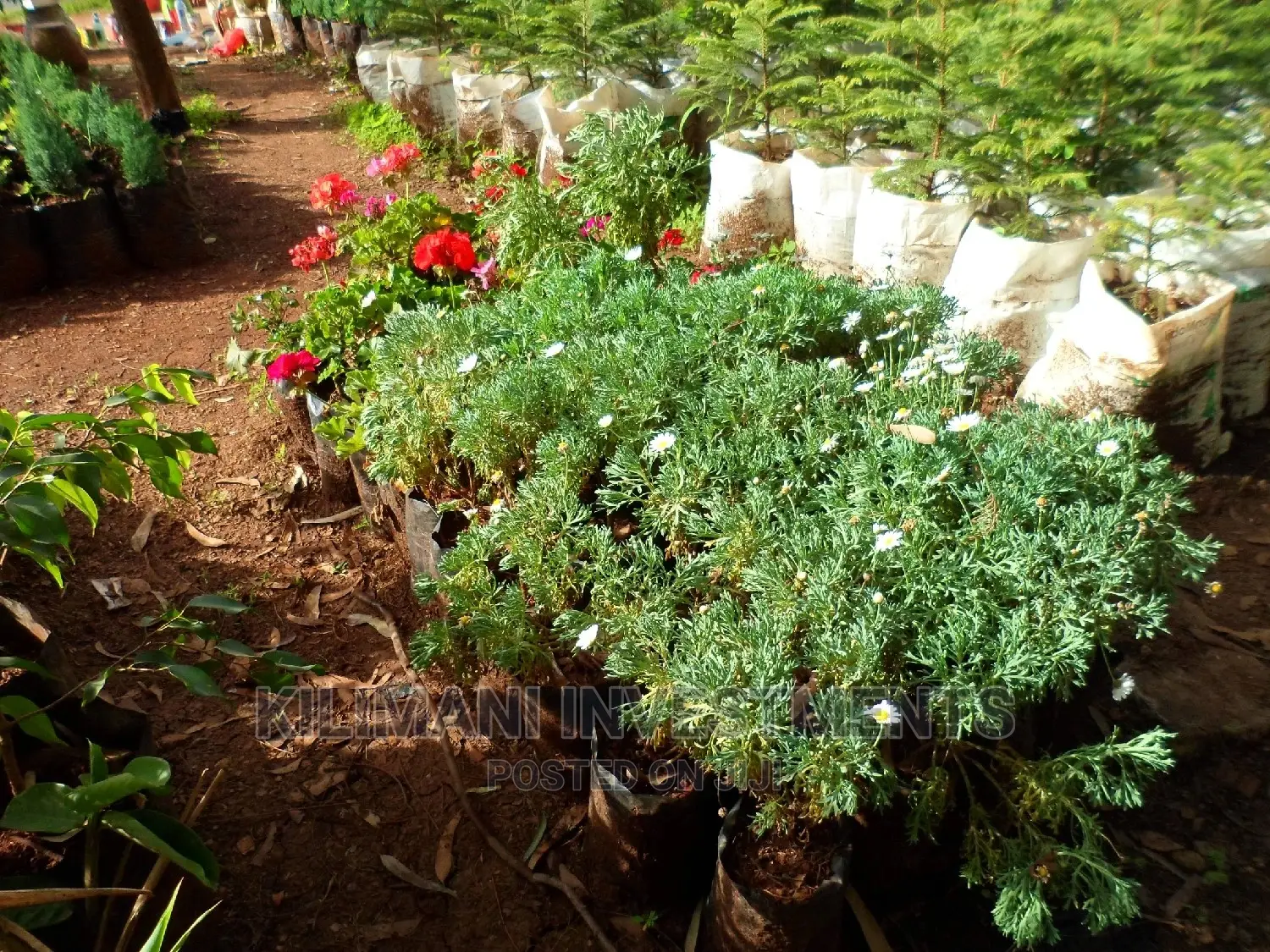 Seeds Grafted Fruit Seedlings All Varieties Along Ngong Road