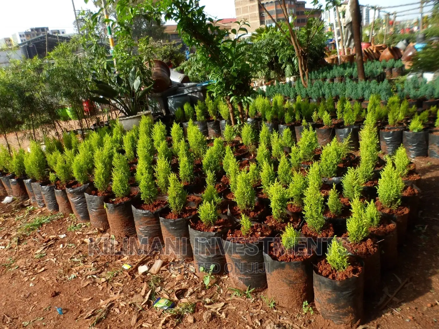 Seeds Grafted Fruit Seedlings All Varieties Along Ngong Road