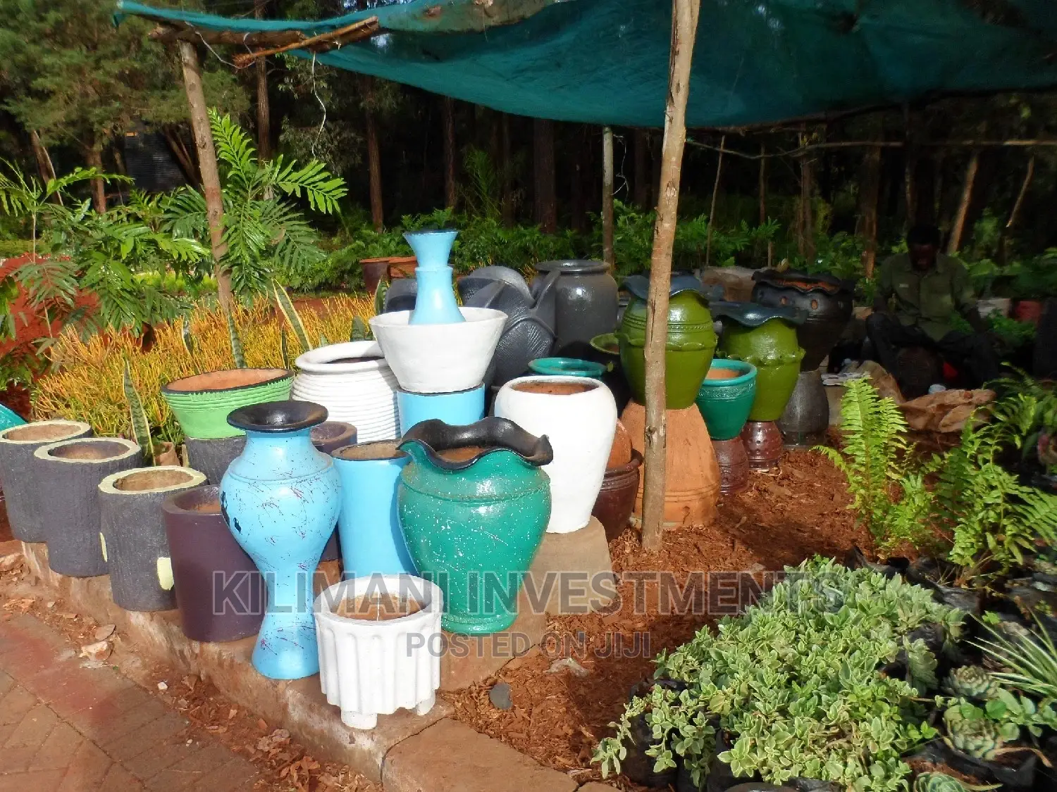 Seeds Grafted Fruit Seedlings All Varieties Along Ngong Road