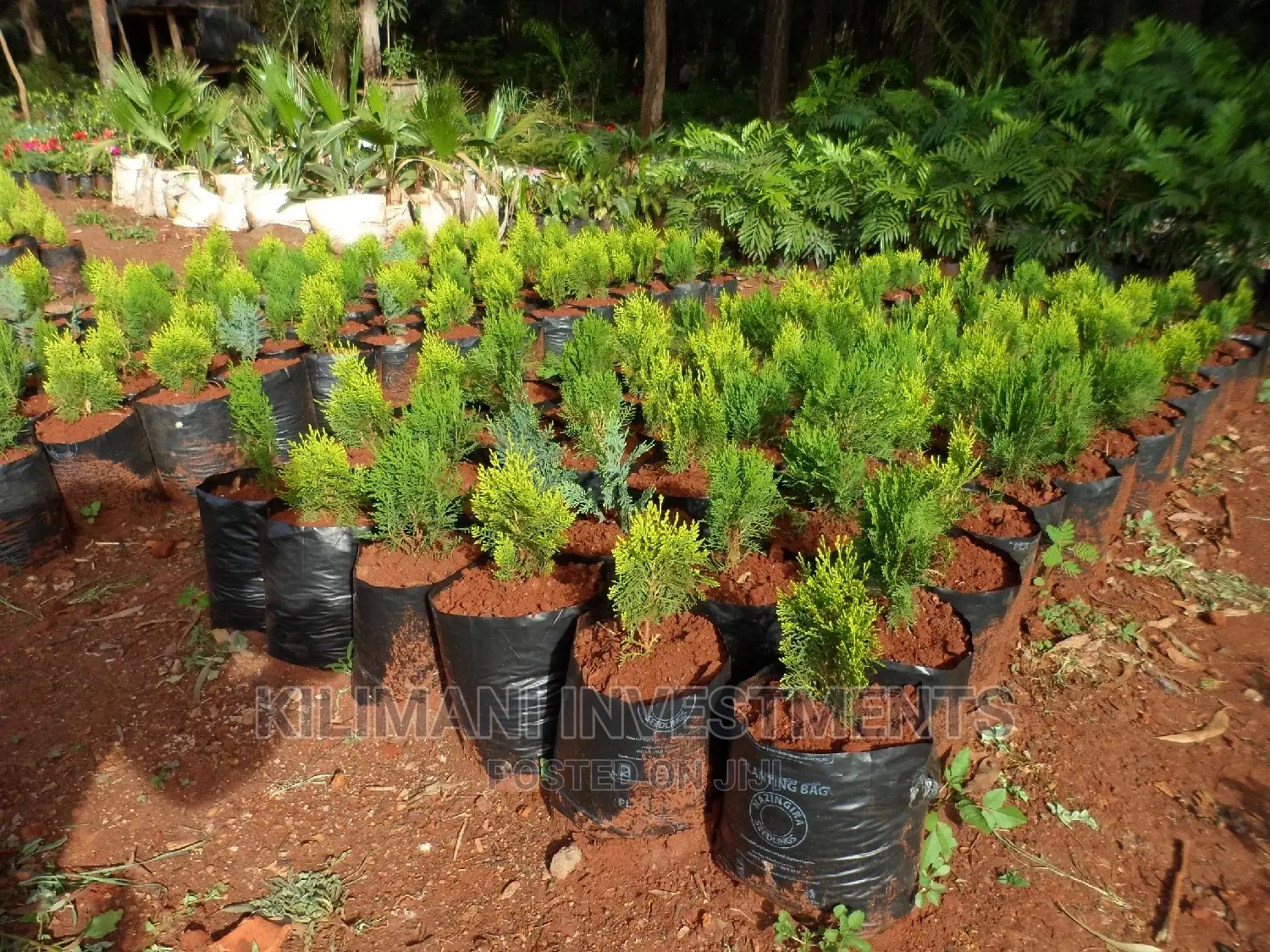 Seeds Grafted Fruit Seedlings All Varieties Along Ngong Road