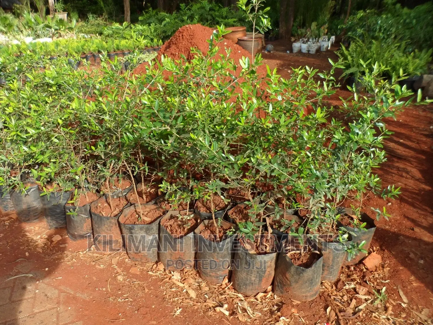 Seeds Grafted Fruit Seedlings All Varieties Along Ngong Road