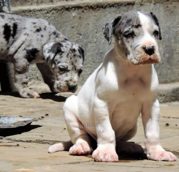 1-3 Months Male Purebred Great Dane - main view