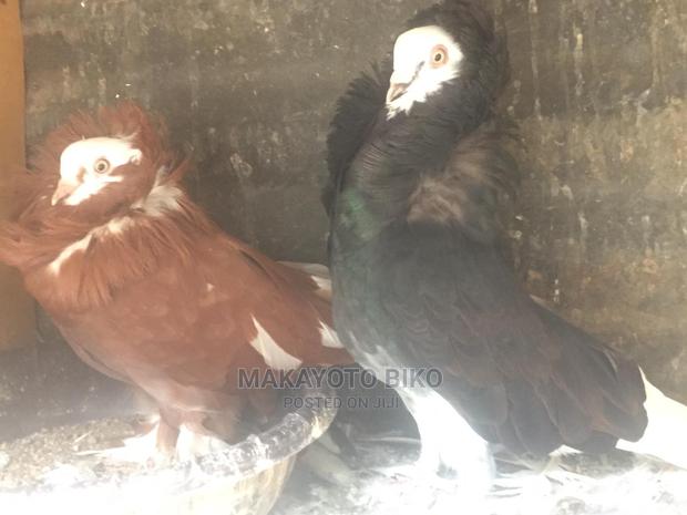 Capuchines Pair - main view