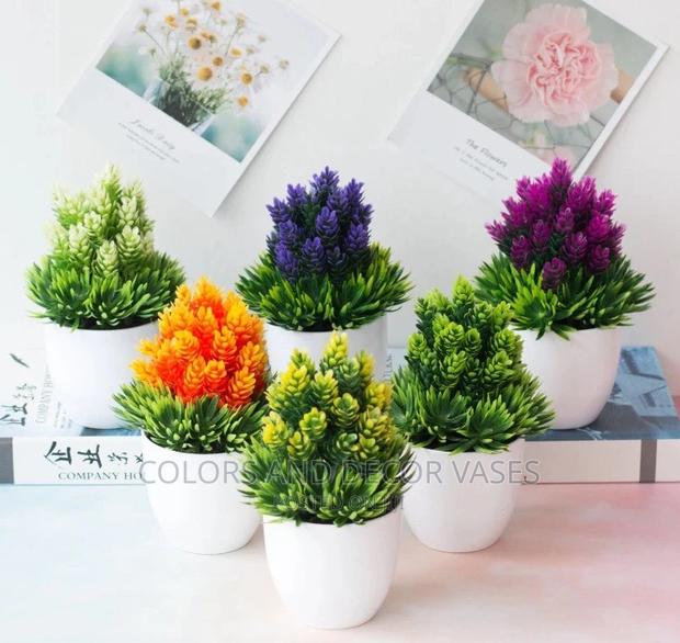 Bonsais Potted Plants