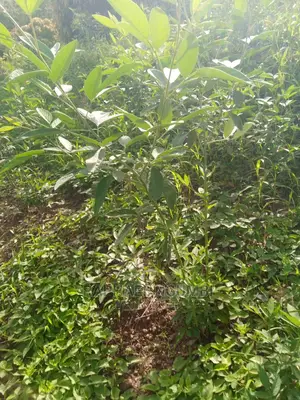 1.75 Acres at Machakos Kaani