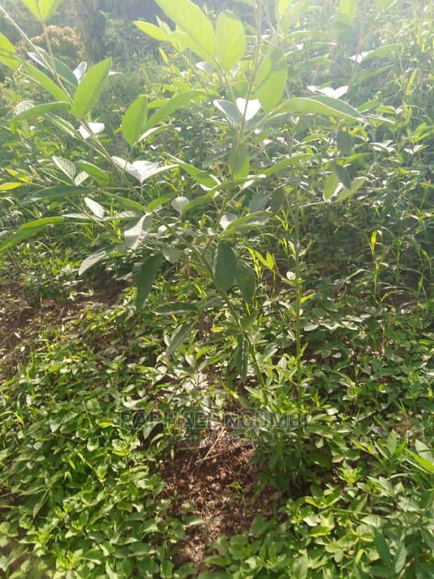 1.75 Acres at Machakos Kaani - thumbnail 2