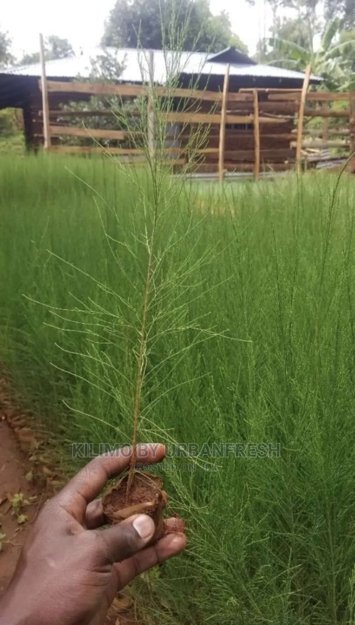 Pine Seedlings Available. Bunch of 100.