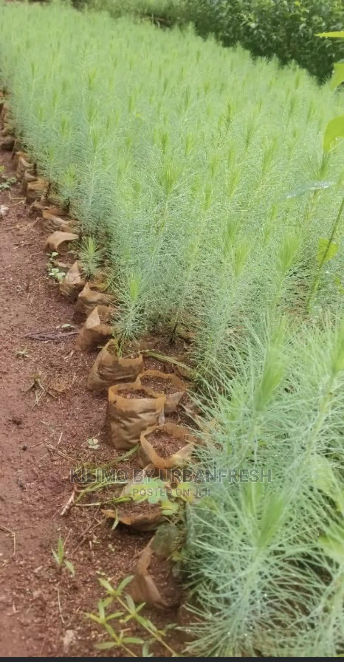 Pine Seedlings Available. Bunch of 100.