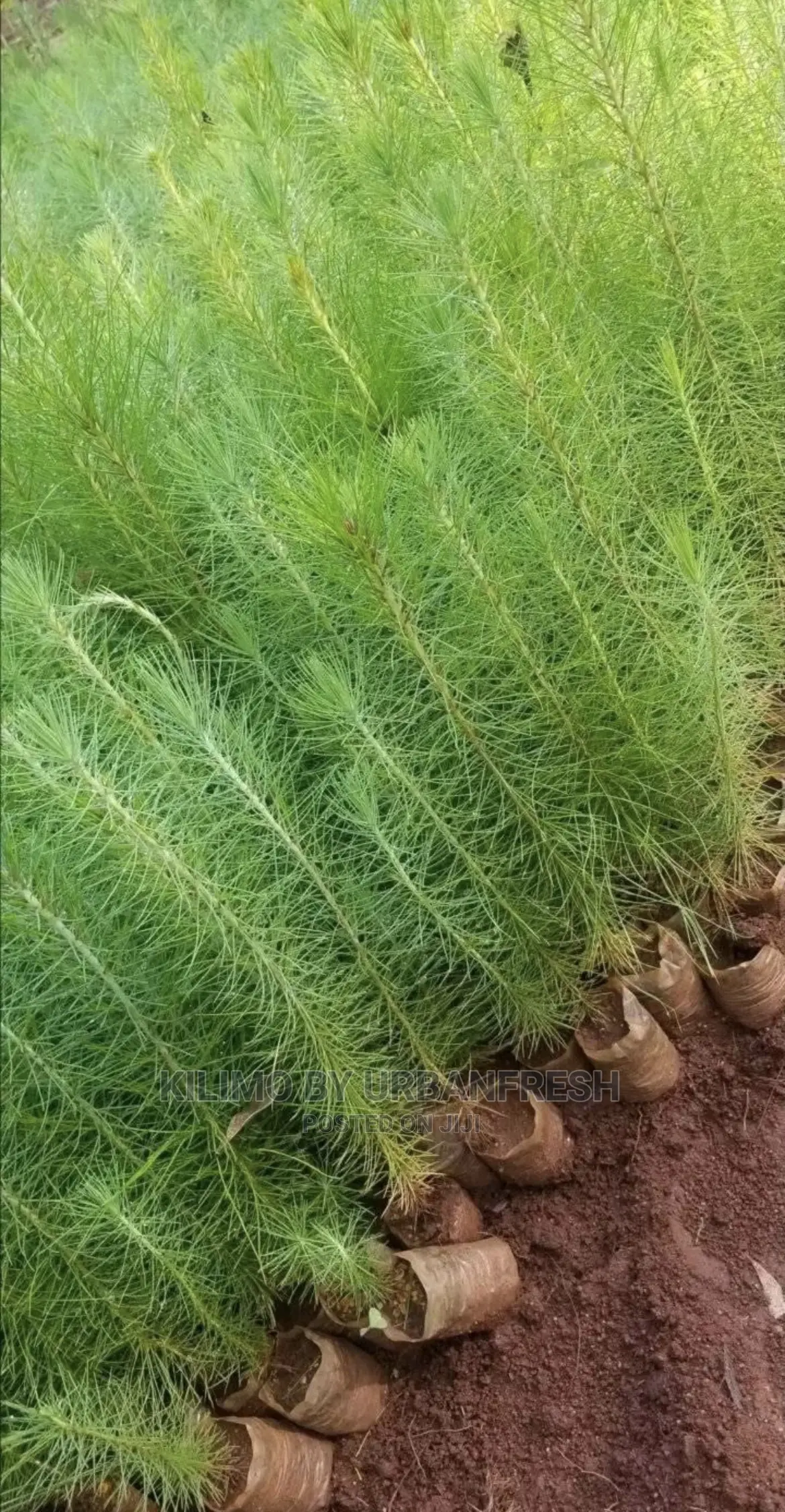 Pine Seedlings Available. Bunch of 100.