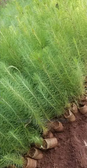 Pine Seedlings Available. Bunch of 100.
