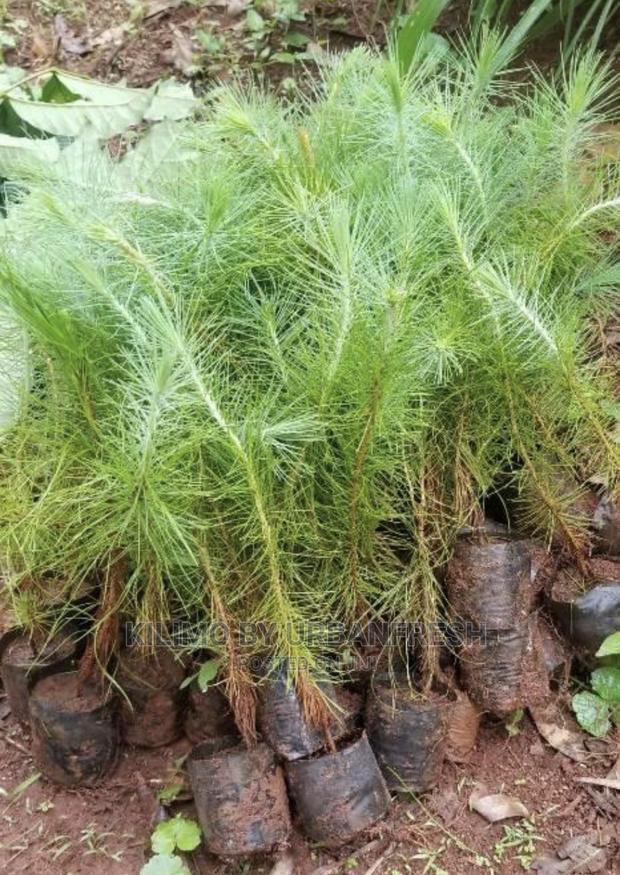 Pine Seedlings Available. Bunch of 100. - main view