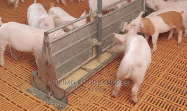 Automatic Pig Feeder. - thumbnail 4