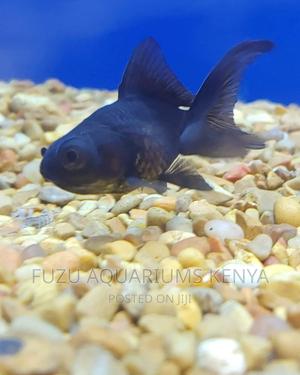 Black Moor Fish - thumbnail 2
