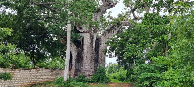 Kuruwitu Vipingo,10 Acre on Sale - thumbnail 3