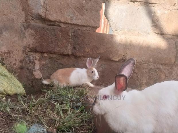 Hybrid Rabbits Available.Call - thumbnail 3