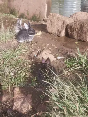 Hybrid Rabbits Available.Call