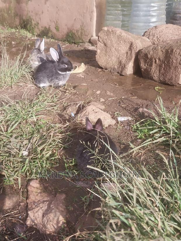 Hybrid Rabbits Available.Call - thumbnail 7