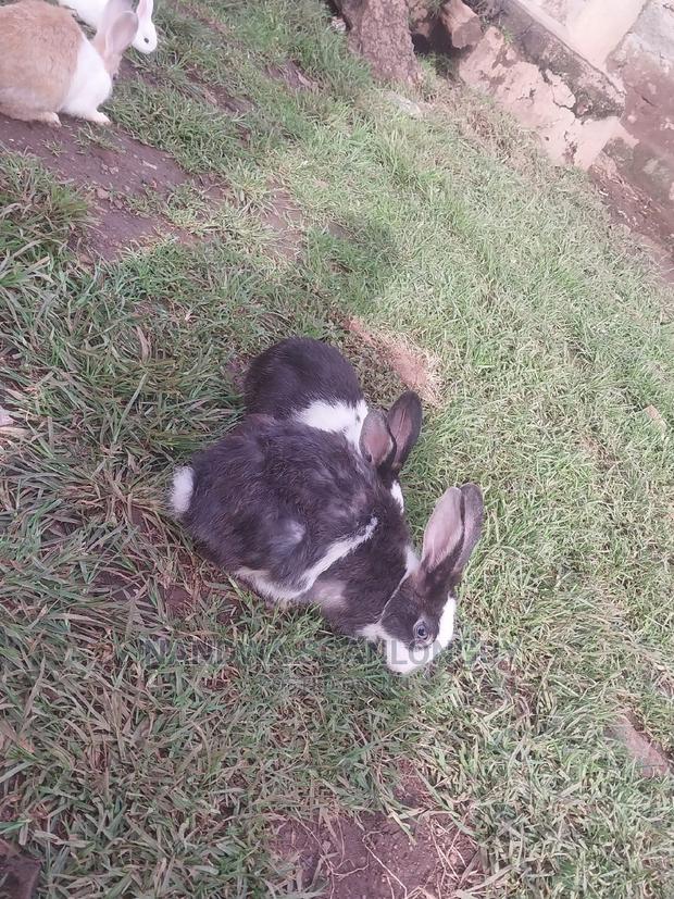 Hybrid Rabbits Available.Call - thumbnail 8