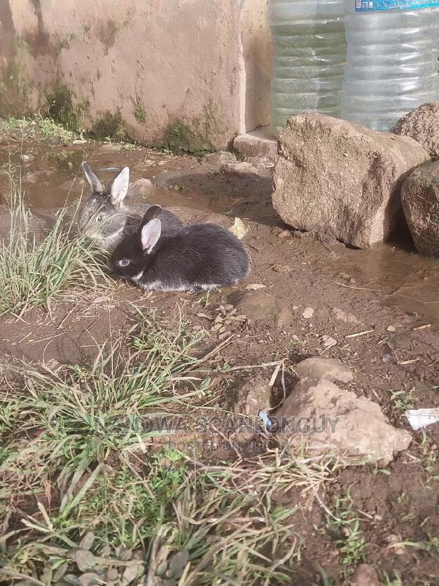 Hybrid Rabbits Available.Call - thumbnail 9